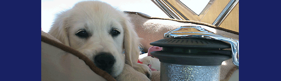 slider 6 dog friendly